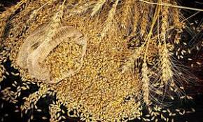 Wheat ZAFF Trends